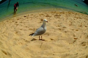 mucking around with the fisheye app