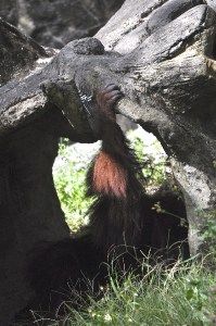 this guy had the right idea & was in the shade
