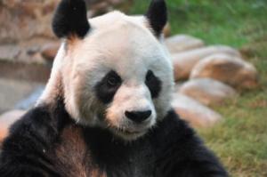 Panda compressed