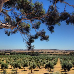 Fedra Olive Grove, on the Federal Highway