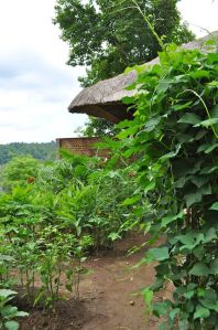 Kitchen garden- pic taken May 2012