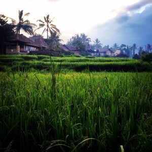 Looking back at the villas from the rice path