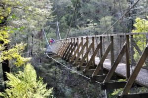 Pelorus Suspension Bridge
