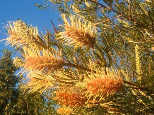 banksia