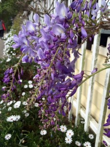 wisteria