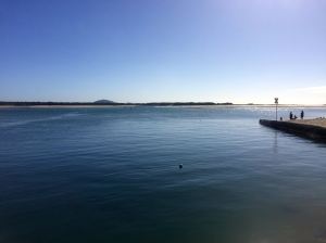 Cotton Tree on a nicer day