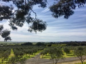 Fedra Olive Groves