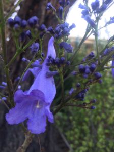 Oh look, another jacaranda pic- how did that get here?