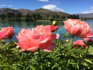 Peonies at Lake Dunstan, Old Cromwell