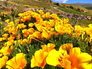 Hillside in Bannockburn