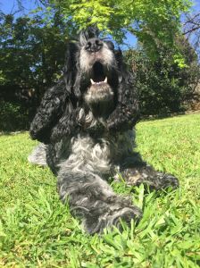 Is there anything better than a doggy grin?