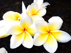 Taken by the pool in Ubud, May 2016